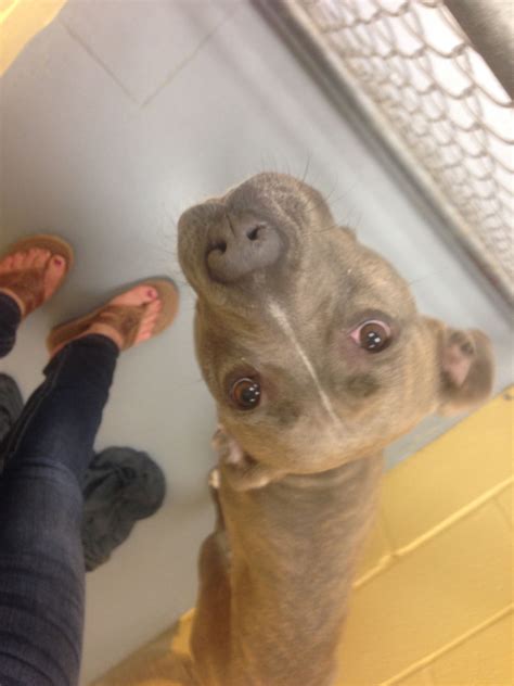 The Fight Against Animal Cruelty