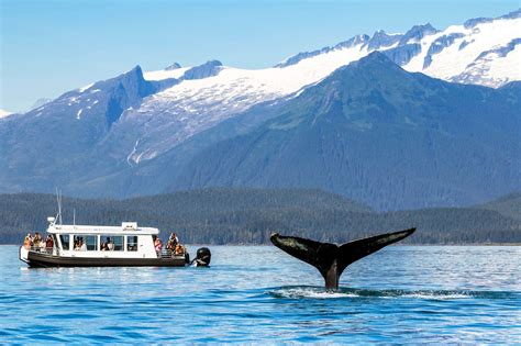 How to Go Whale Watching in Alaska in 2020 | Whale watching alaska, Alaska, Whale watching tours