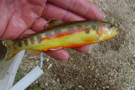 Bob Lubek Sent A Note And Photo Of A Gold Colored Trout Which Earns