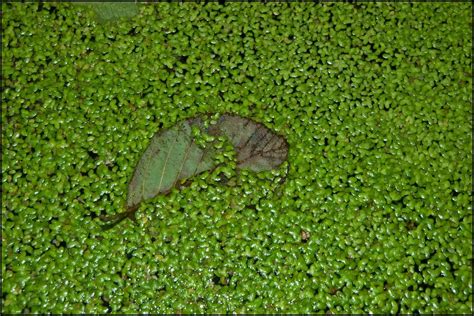 Duckweed Is The Fastest Growing Plant In The World Now We Know Why
