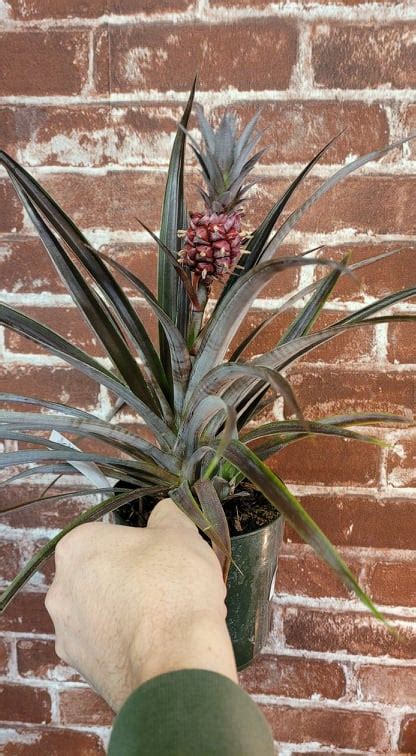 Ornamental Red Pineapple The Curious Plantaholic