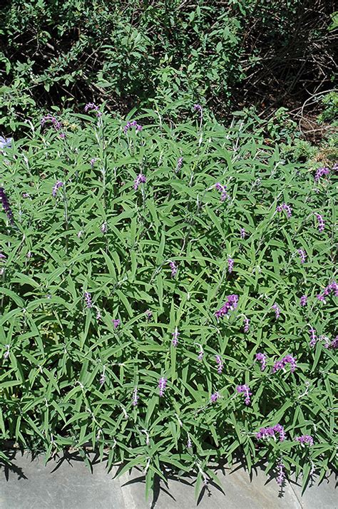 Very heat and drought tolerant plant once established. Mexican Bush Sage (Salvia leucantha) in Fort Worth, Texas ...