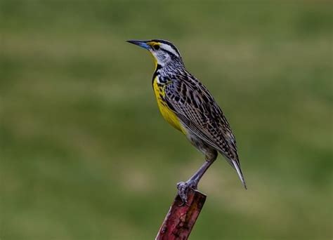 66 Common Birds In Nebraska 2023 Ultimate Field Guide Learn Bird