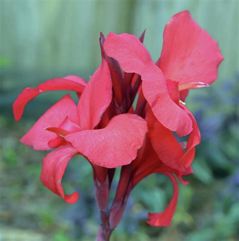 Red Canna Lily Floral Photograph By Aimee L Maher Alm Gallery Fine