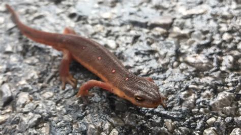 Whats The Difference Between A Newt And A Salamander Youtube