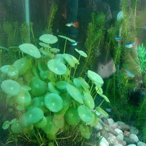 An Aquarium Filled With Plants And Rocks In Its Water Tank Next To