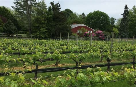 10 Great North Fork Wineries Gaia Cozzi