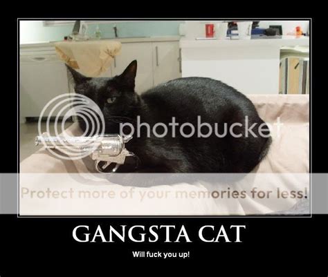 Gangsta Cat Photo By Minkapinka Photobucket