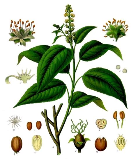 Erbolario Bestiario; Dermatiti Vescicolose