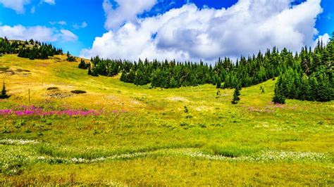 Hiking Through Alpine Meadows Covered In Wildflowers In The High Alpine