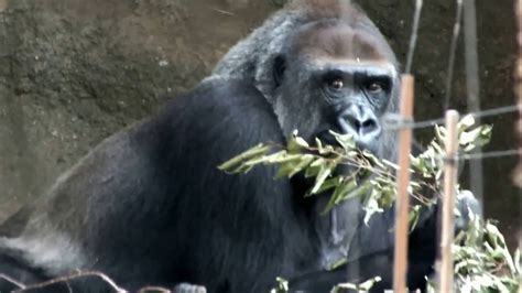 Последние твиты от ケイン・ヤリスギ「♂」 (@kein_yarisugi). For stillbirth of Ueno Zoo gorilla "Momoko".上野動物園のゴリラ"モモコ ...