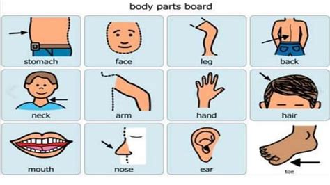 Body Parts Board Ppt