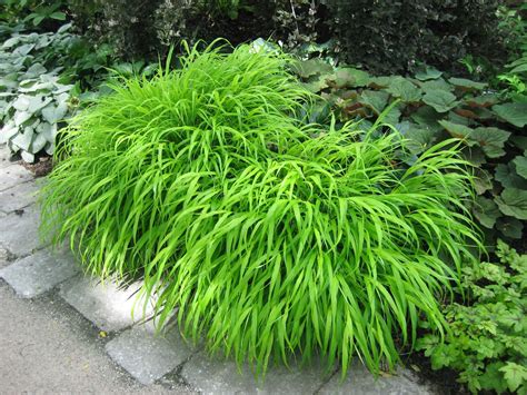 Check out our hakonechloa all gold selection for the very best in unique or custom, handmade pieces from our садоводство shops. Rotary Botanical Gardens - Hort Blog: Perennial Grasses ...