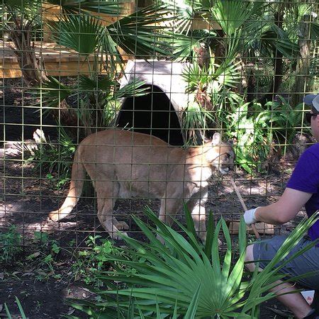 Suburban citrus park in north tampa is probably the last place you'd this nonprofit, accredited sanctuary rescues and provides a permanent home for lions, tigers, ocelots, bobcats, cougars, and members of any other. Big Cat Rescue (Tampa) : 2018 Ce qu'il faut savoir pour ...