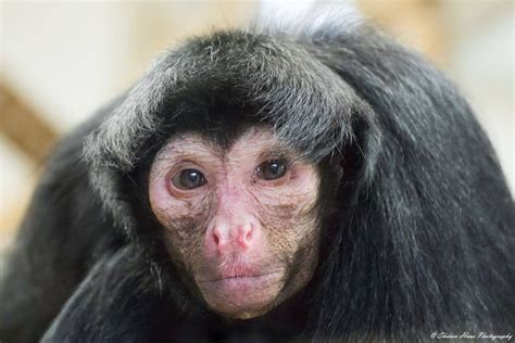 Red-faced Spider Monkey | Spider monkey, Monkey, Primates