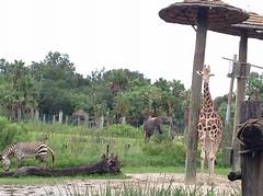 A Coincidence At The Lowry Park Zoo Wildlife And Unfulfilled Promises