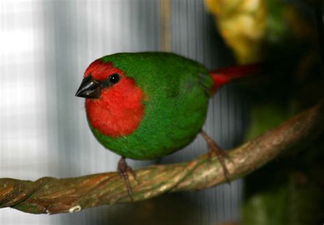 Red Throated Parrot Finch Erythura Psittacea Esbelme Flickr