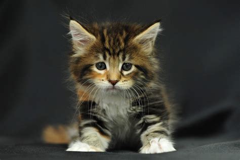 Maybe you would like to learn more about one of these? Tabby Cat: Some Interesting Facts