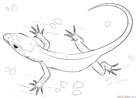 How To Draw A Realistic Lizard Step By Step Drawing Tutorials