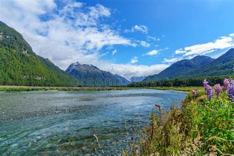 Meadow With Lupins On A River Between Mountains New Zealand 26 Stock