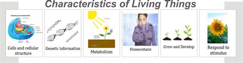 Living Things Characteristics And Classification Of Living Things