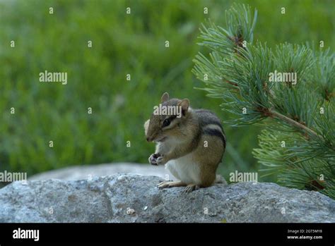 Chipmunk With A Full Mouth Stock Photo Alamy
