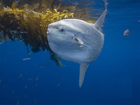 The Ocean Sunfish Snsh