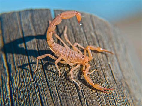 How to Treat a Scorpion Sting