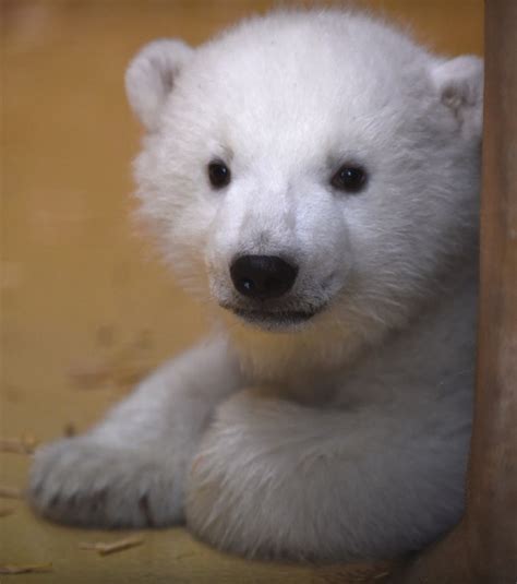 Peek A Boo Baby Polar Bear Ventures Out Of Birth Cave