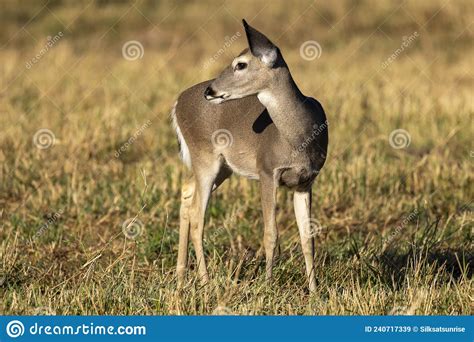Whitetail Deer Buck In Texas Farmland Stock Image Image Of Animals