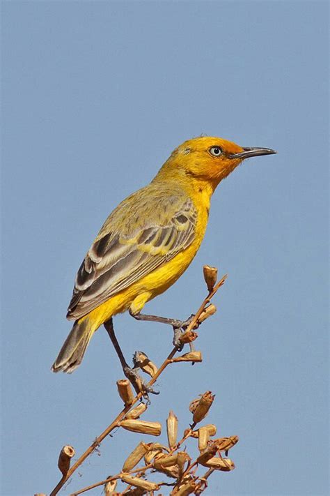 19 Best Yacky Yellow Birds Images On Pinterest Yellow Birds