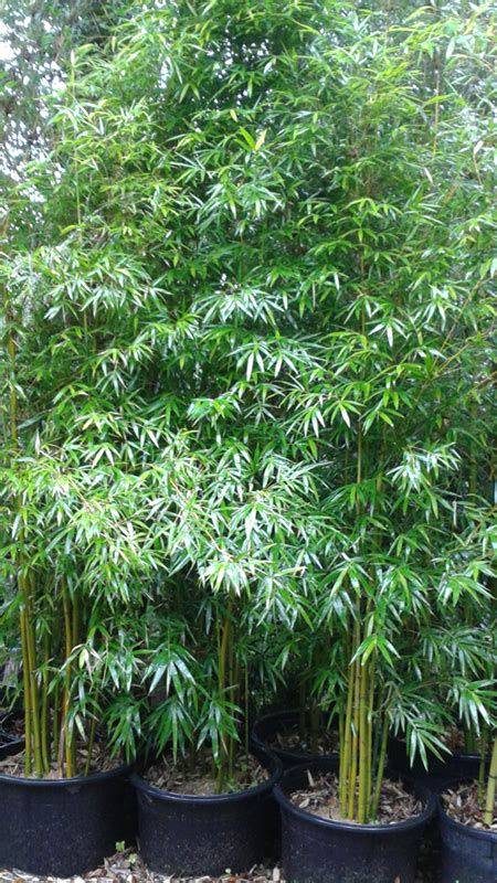 Bambusa Textilis Var Gracilis Slender Weavers Bteg Bamboo