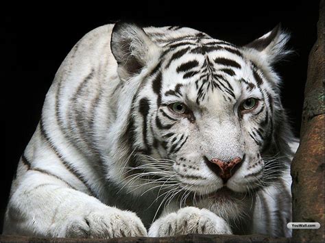 49 White Tiger Wallpapers Screensavers