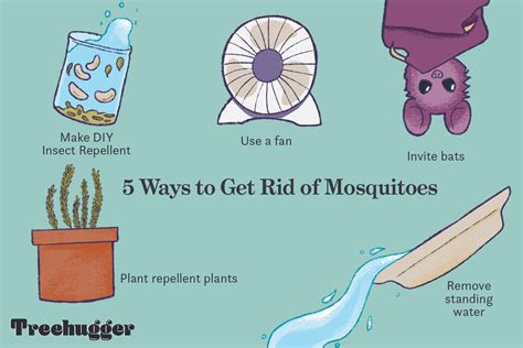 How To Get Rid Of Mosquitoes Naturally