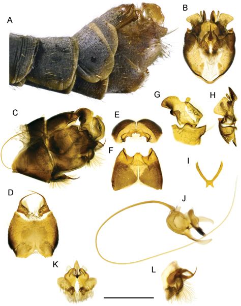 T Lunatipula Eleniya Sp Nov A Terminal Segments Of Male Abdomen