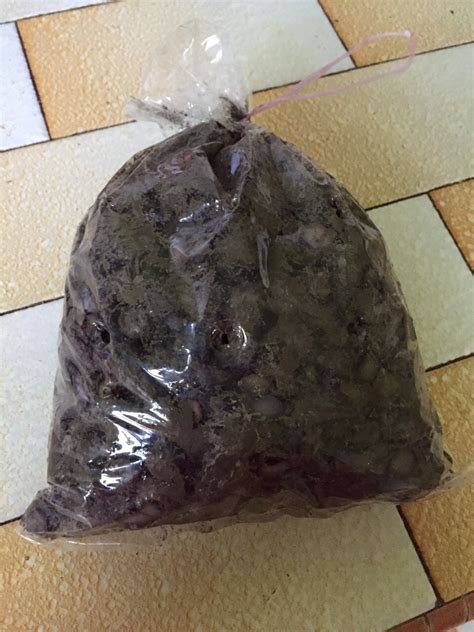 Masak lemak cili api siput sedut bersama batang keladi dan rahsia cuci siput cara masakrjnina. isteri ibu cikgu: Resepi siput sedut masak lemak cili api