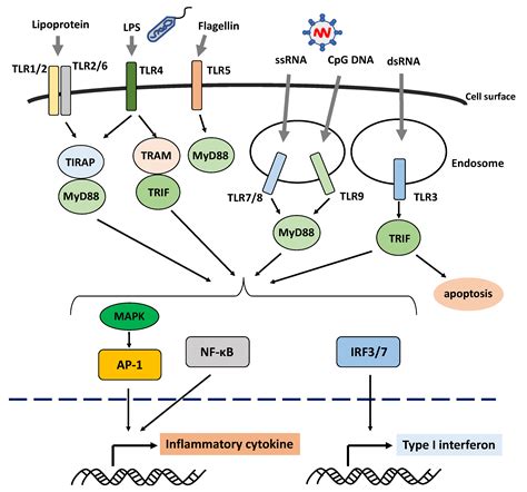 Ijms Free Full Text Role Of The Innate Immunity Signaling Pathway