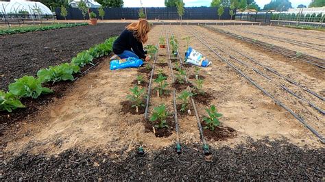 Simply sprinkle over the root zone and water in well. Espoma | Espoma Organic Garden-tone Organic Fertilizer ...