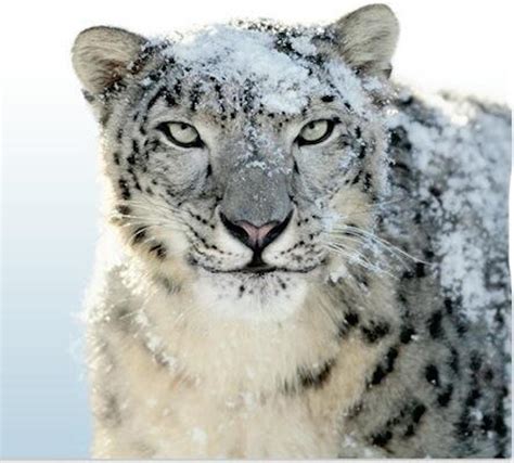 Snow Leopard Hd Wallpaper Free Downloads