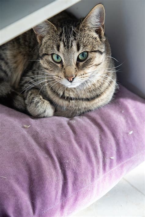 Cats have either short or long hair. Ervin - Male Domestic Short Hair Cat in NSW - PetRescue
