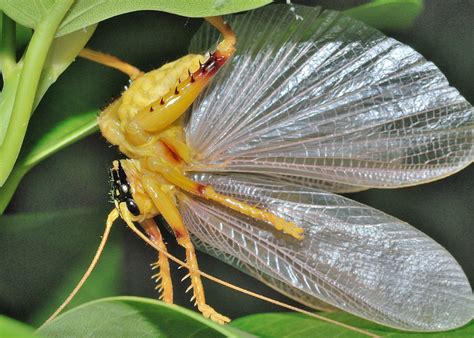 Spider Face Leaf Rolling Cricket Nunkeria Brochis