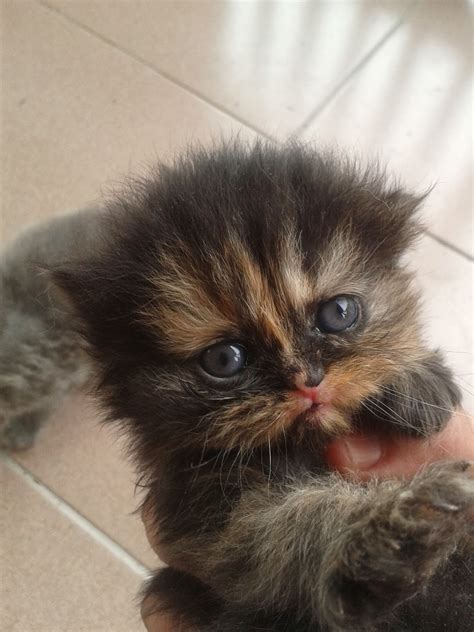 Jika kucing sobat terlihat sedang menggesekan anusnya ke lantai maka bisa jadi kucing sobat terkena penyakit cacingan pada adakah sobat tipskucing yang tahu kapan waktunya untuk memberikan obat cacing untuk kucing ? Metakromatik Kehidupan Duniaku: SALAM, SAYA ADA ANAK ...