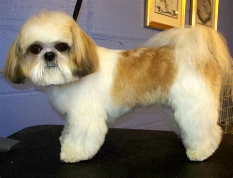 This designer dog can show traits of either parent breed, so puppies can look quite different from one another. 67 best images about Shih Tzu Pix on Pinterest | Chaka ...