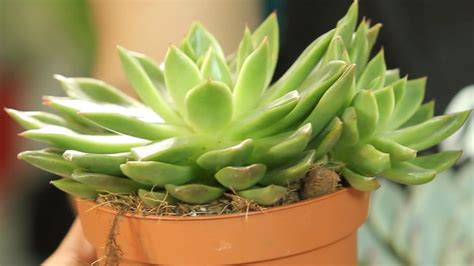 Captus, por su parte, es una incorrección que es preciso evitar. Cuidados de la Echeveria - Plantas crasas - Cultura de ...