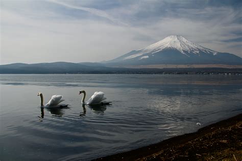 Mount Fuji Landscape View Ducks 5k Hd Nature 4k Wallpapers Images