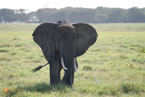 Afrikanischer Elefant Bulle Bild Bestellen Naturbilder Bei Wildlife Media