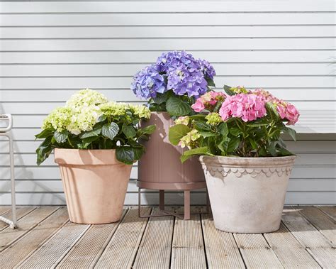 Low Maintenance Outdoor Potted Plants New England Okejely Garden Plant