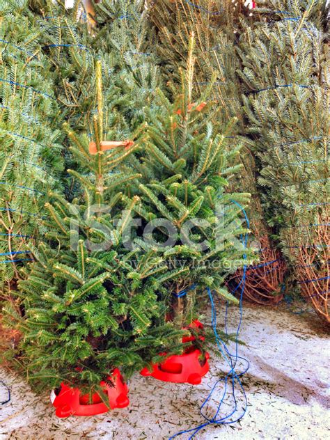 Check spelling or type a new query. Christmas Trees for Sale Stock Photos - FreeImages.com