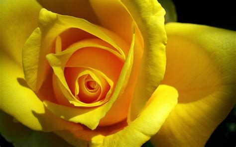 Sarı Gül Resimleri Masaüstü En Güzel Sarı Gül Resimleri Fotoğrafları