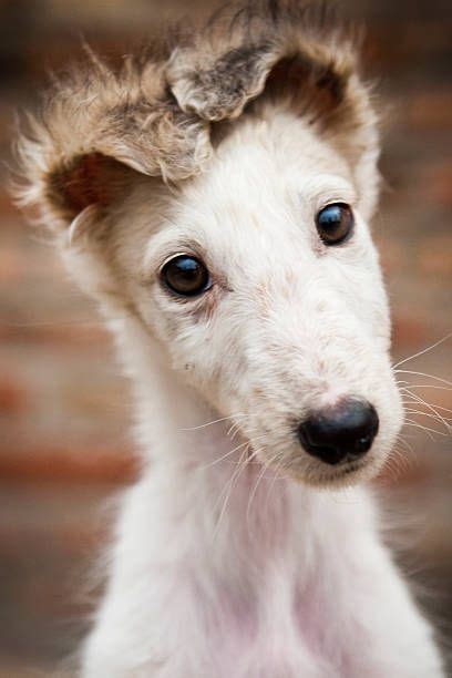 Most borzoi are almost silent, barking only very rarely. Sweet Puppy! | Borzoi puppy, Borzoi dog, Cute animals
